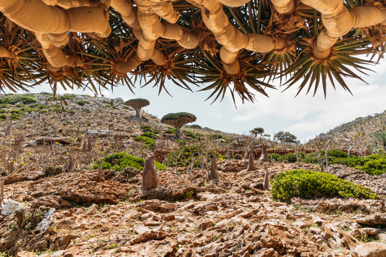 龙血树，索科特拉岛 库存图片. 图片 包括有 工厂, 海岛, 植物群, 异常, 本质, 的闪烁, 旅行, 热带 - 56413839